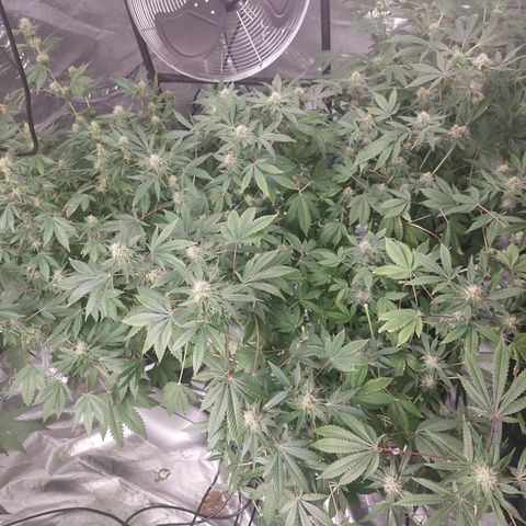 Northern Lights  #3 growlog timeline photo