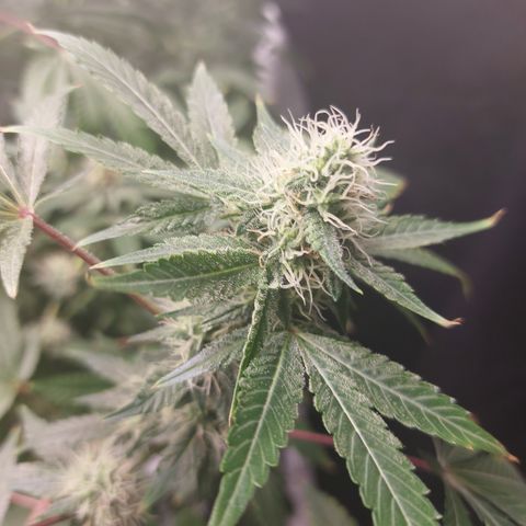 Northern Lights  #3 growlog timeline photo