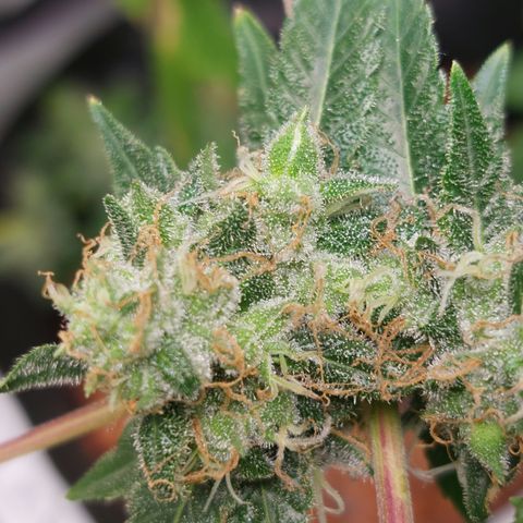 Northern Lights  #3 growlog timeline photo
