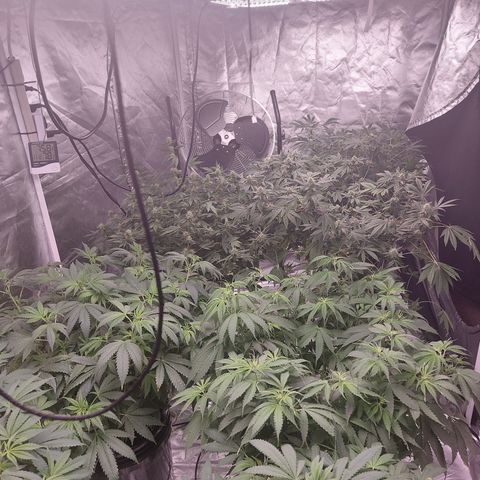 Northern Lights  #3 growlog timeline photo