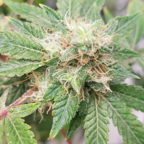 Northern Lights  #3 growlog timeline photo