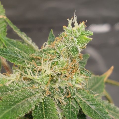 Northern Lights  #3 growlog timeline photo