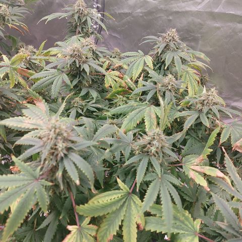 Northern Lights  #1 growlog timeline photo
