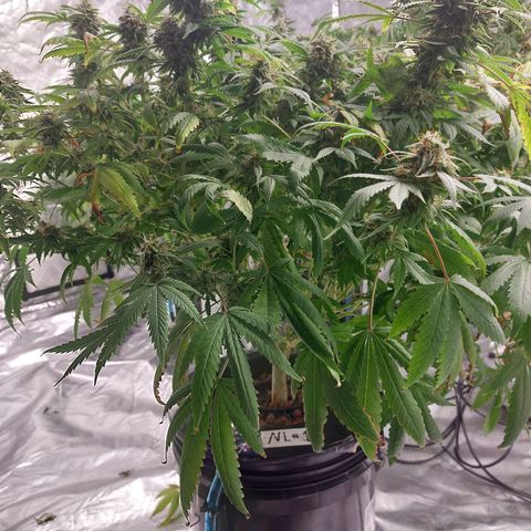 Northern Lights  #1 growlog timeline photo