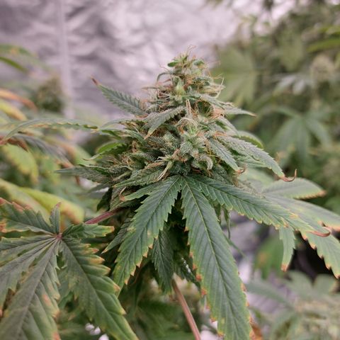 Northern Lights  #1 growlog timeline photo