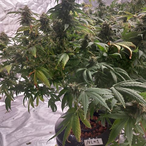 Northern Lights  #1 growlog timeline photo