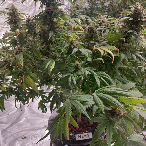 Northern Lights  #1 growlog timeline photo