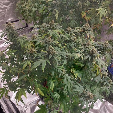 Northern Lights  #1 growlog timeline photo