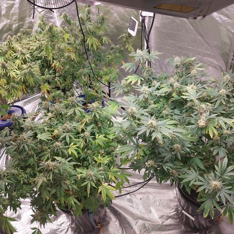 Purple Girls growlog timeline photo
