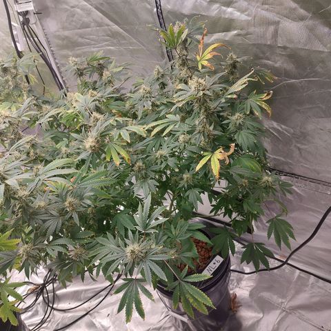 Purple Girls growlog timeline photo