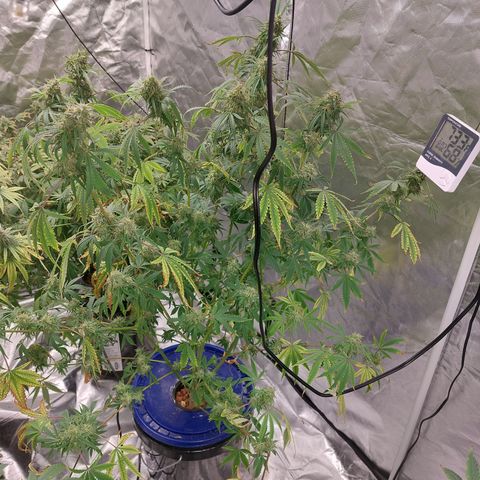 Purple Girls growlog timeline photo