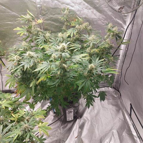 Northern Lights  #6 growlog timeline photo