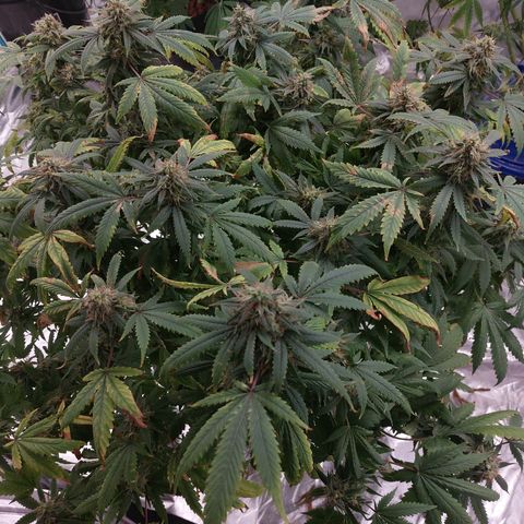Northern Lights  #1 growlog timeline photo