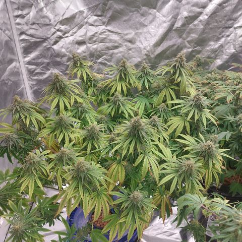 Purple Girls growlog timeline photo