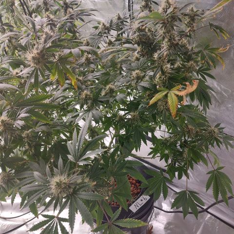 Northern Lights  #6 growlog timeline photo