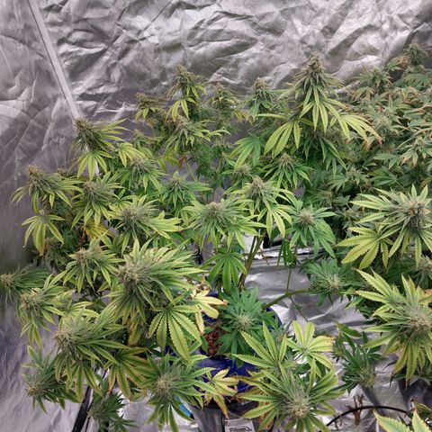 Purple Girls growlog photo: It's never too late for LST