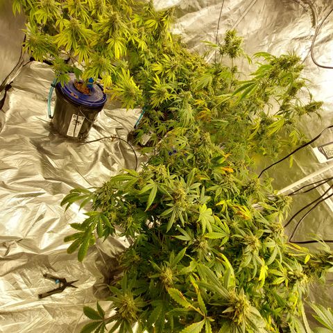 Purple Girls growlog photo: It's never too late for LST
