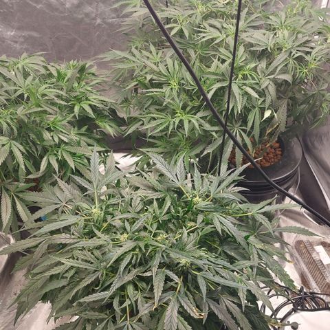 Purple Girls growlog timeline photo
