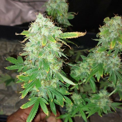 Mystery seed #2 growlog photo: Last harvest, smells wonderful. Has the aroma of berries. I think the date is wrong or I got her mixed up with a neighbor. 