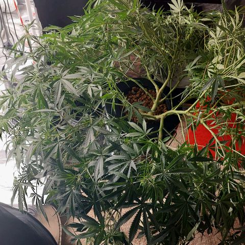 Purple Girls growlog timeline photo