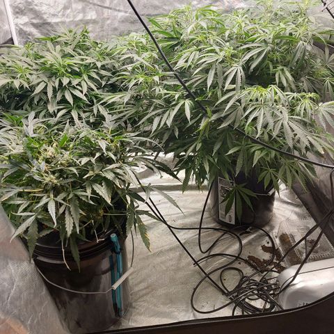 Purple Girls growlog timeline photo