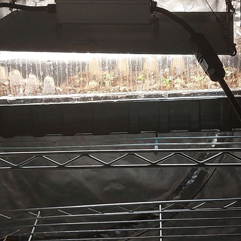 Purple Girls growlog photo: Here we again. Let's stay safe and continue to practice patience. 