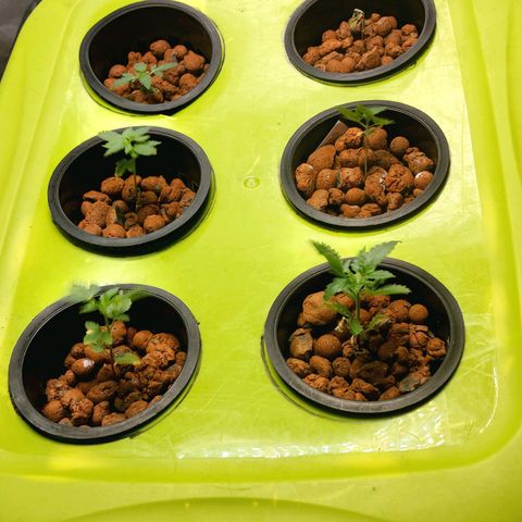 Purple Girls growlog photo: Dealing with shock because of the transplant