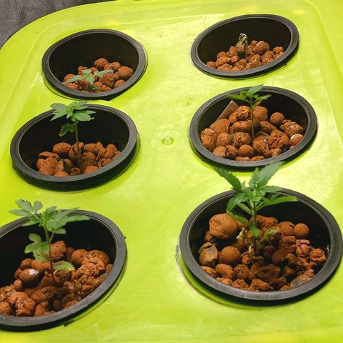Purple Girls growlog photo: Dealing with shock because of the transplant