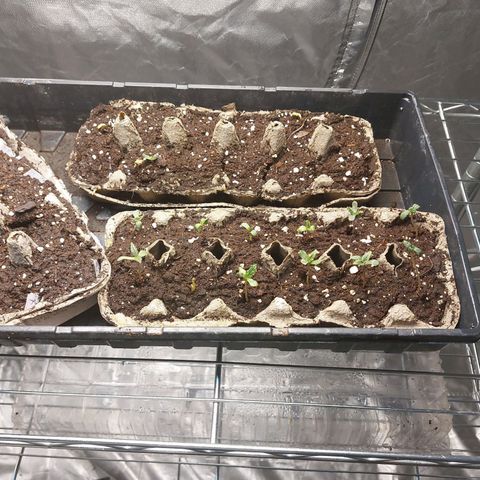 Purple Girls growlog photo: Here we again. Let's stay safe and continue to practice patience. 