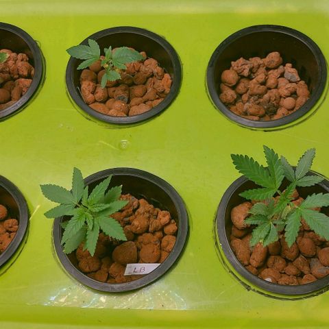 Purple Girls growlog photo: Starting training tomorrow 