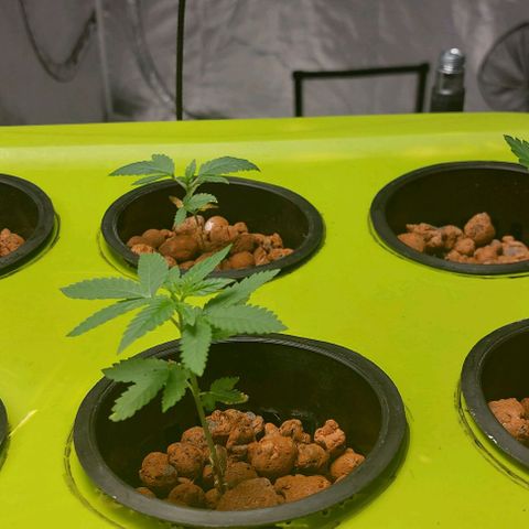 Purple Girls growlog photo: Starting training tomorrow 