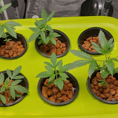 PB Souffle  growlog photo: As soon as they enter their 5 gl bucket we will start a aggressive training regiment. 