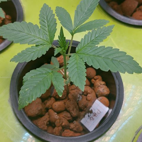 PB Souffle  growlog timeline photo