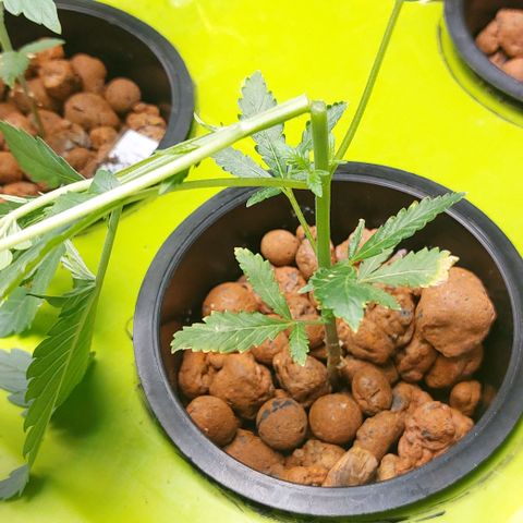 Purple Girls growlog timeline photo