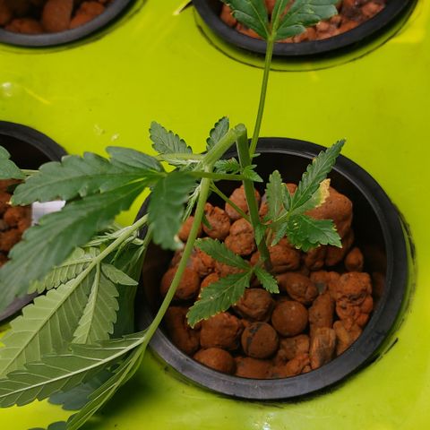Purple Girls growlog timeline photo