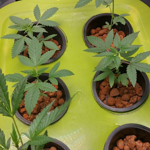 Purple Girls growlog timeline photo