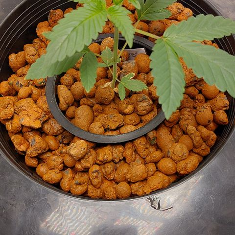 PB Souffle  growlog timeline photo