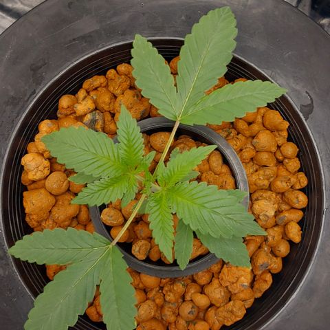 PB Souffle  growlog timeline photo