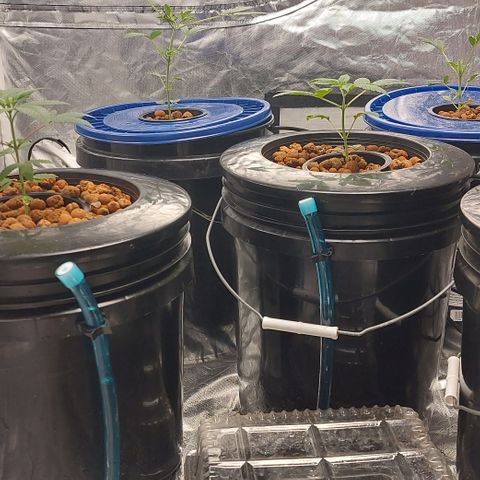 Purple Girls growlog timeline photo