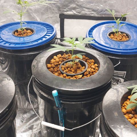 Purple Girls growlog timeline photo