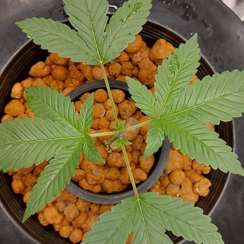 PB Souffle  growlog timeline photo
