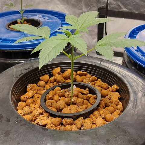 PB Souffle  growlog timeline photo