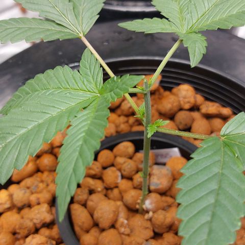 PB Souffle  growlog timeline photo