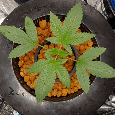 PB Souffle  growlog timeline photo
