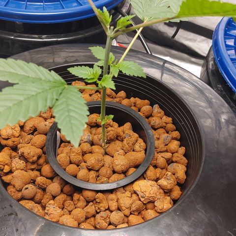 PB Souffle  growlog timeline photo