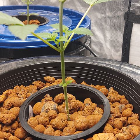 PB Souffle  growlog timeline photo