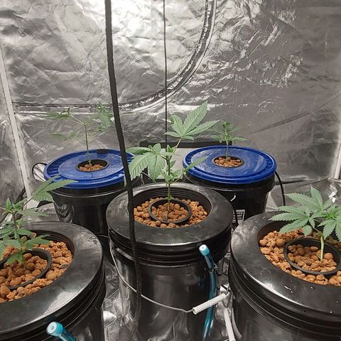 Purple Girls growlog timeline photo