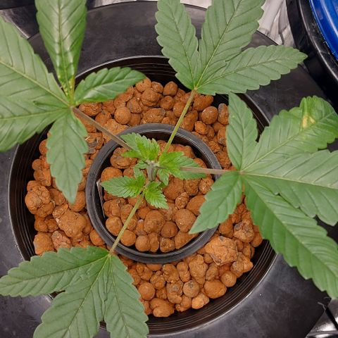 PB Souffle  growlog timeline photo