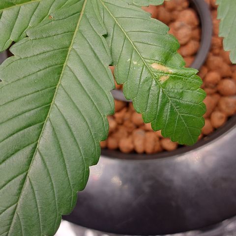 PB Souffle  growlog timeline photo