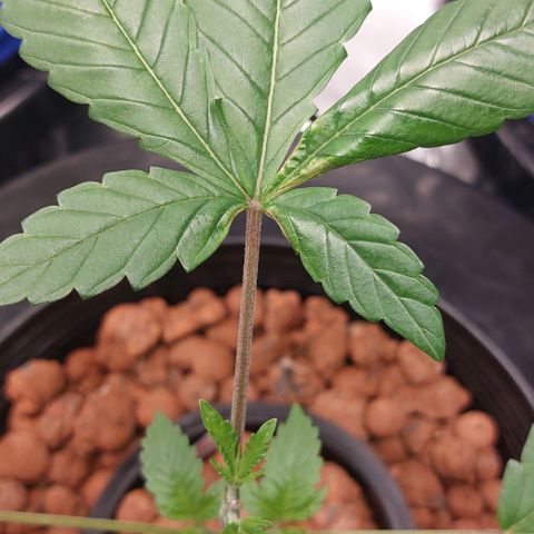 PB Souffle  growlog timeline photo